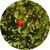 Ruscus.jpg
