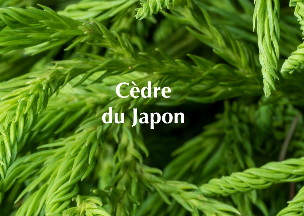 cedre
